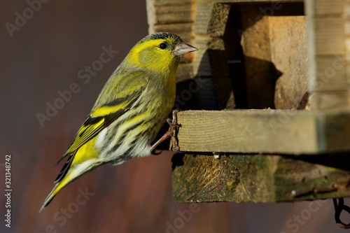 Eurasian siskin in a cose up,Sweden photo