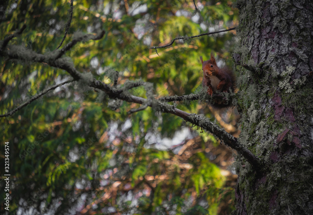 esquilo castanho no galho da árvore na floresta esquilo castanho no galho da árvore na floresta