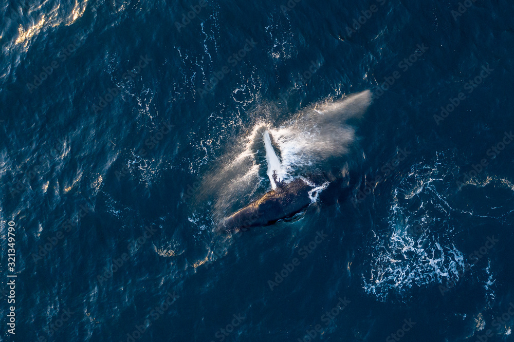 Amazing drone shot of jumping whale with water splashes