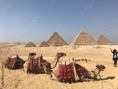 Ägypten Kamele Pyramide Kairo 
