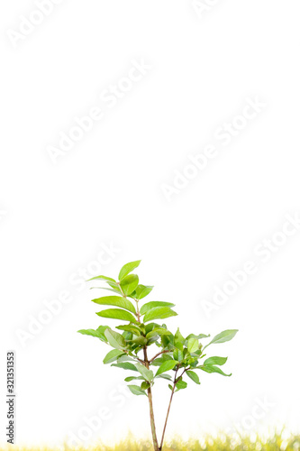 branch with green leaves isolated on white