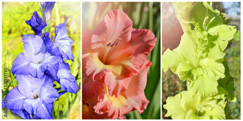 Fototapeta Naklejka Na Ścianę i Meble -  Different colorful blooming gladioli in the garden