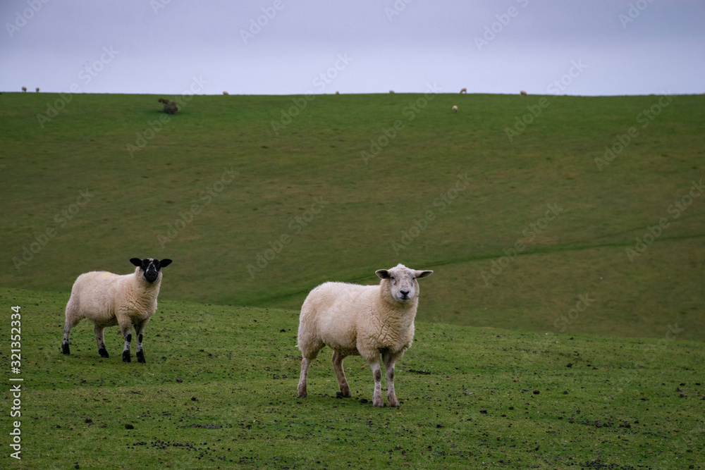 sheeps gazing the grass