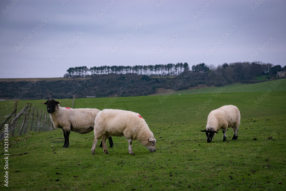 sheeps gazing the grass
