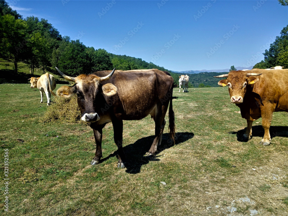 Fototapeta premium Cows-relaxing