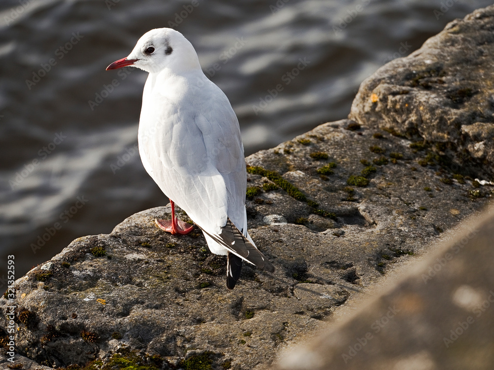 One white seagull sitting on a stone surface. Blurred water in the background. One white seagull sitting on a stone surface. Blurred water in the background.