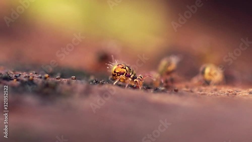 Collembole - Springtail - Dicyrtomina saundersi - collembola - microscopic animal vivant dans les sous-bois photo