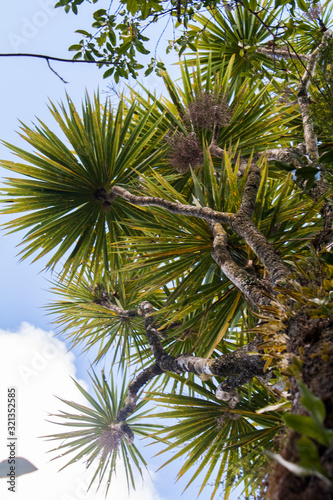 Looking up from under the base of a large  tall  established  old cabbage tree. Native to NZ. Moss and lichen on the craggy trunk. Pointy  spiky leaves  blue sky  clouds  bush canopy. Vertical image.