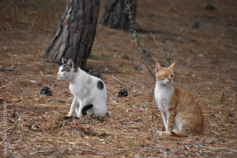 Two cats sitting in a forest park in Larnaca Cyprus Two cats sitting in a forest park in Larnaca Cyprus