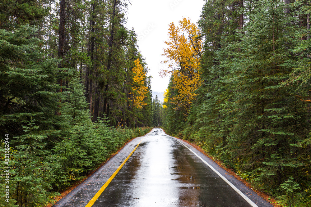 Naklejka premium Wet Road in Banff National Park going off into a distance through thick trees with fall colors 