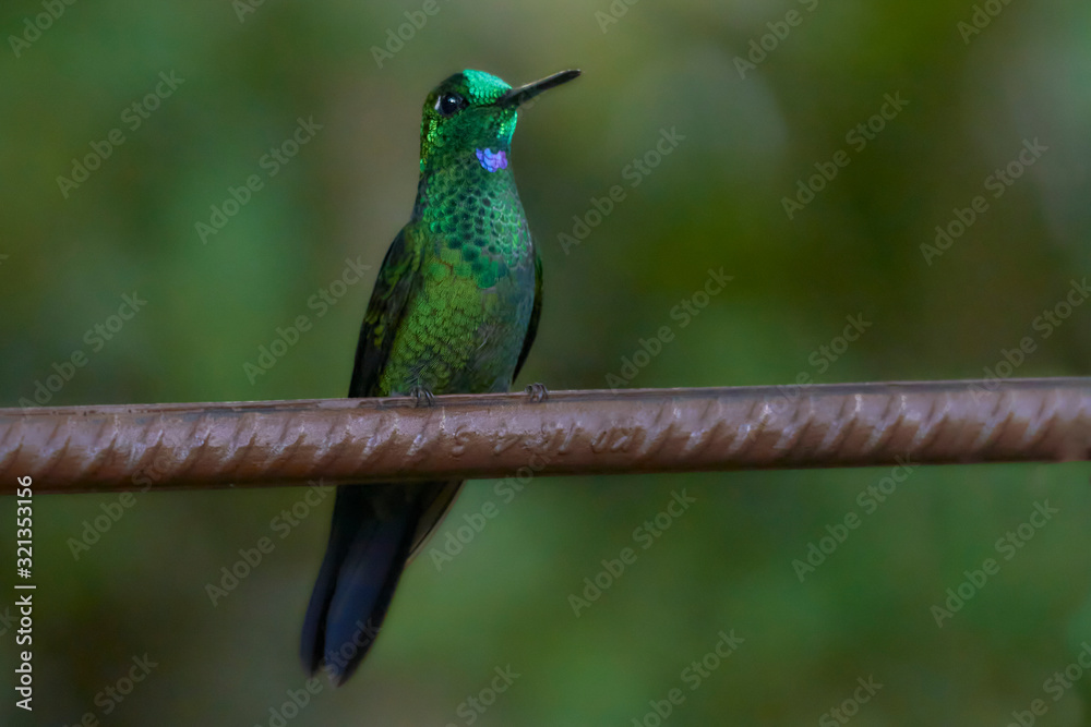Fototapeta premium Green-crowned Brilliant