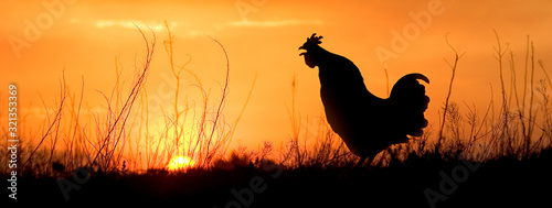 Fotografija An adult chicken rooster crowing ath the morning sunrise.