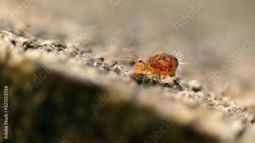 Collembole - Springtail - Dicyrtomina saundersi - collembola - microscopic animal vivant dans les sous-bois photo