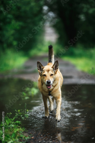 Dog running on wet alley in cloudy day