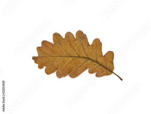 Old oak leaf isolated on white. Autumn leaf.