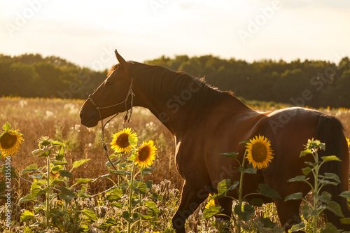 Pferd und Sonnenblumen