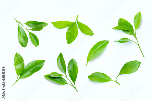 Citrus leaves on white background.