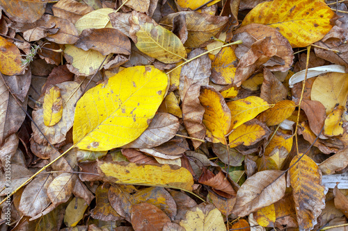 Close up shot of autumn leaves