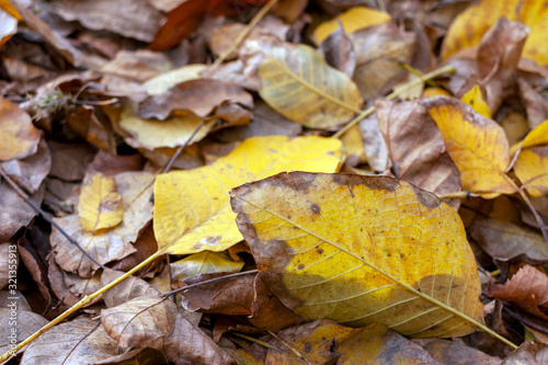 Close up shot of autumn leaves