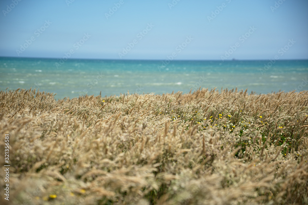 Poacea grass in selective focus on a bright sunny day with the sea and clear blue sky in the background. Poacea grass in selective focus on a bright sunny day with the sea and clear blue sky in the background.
