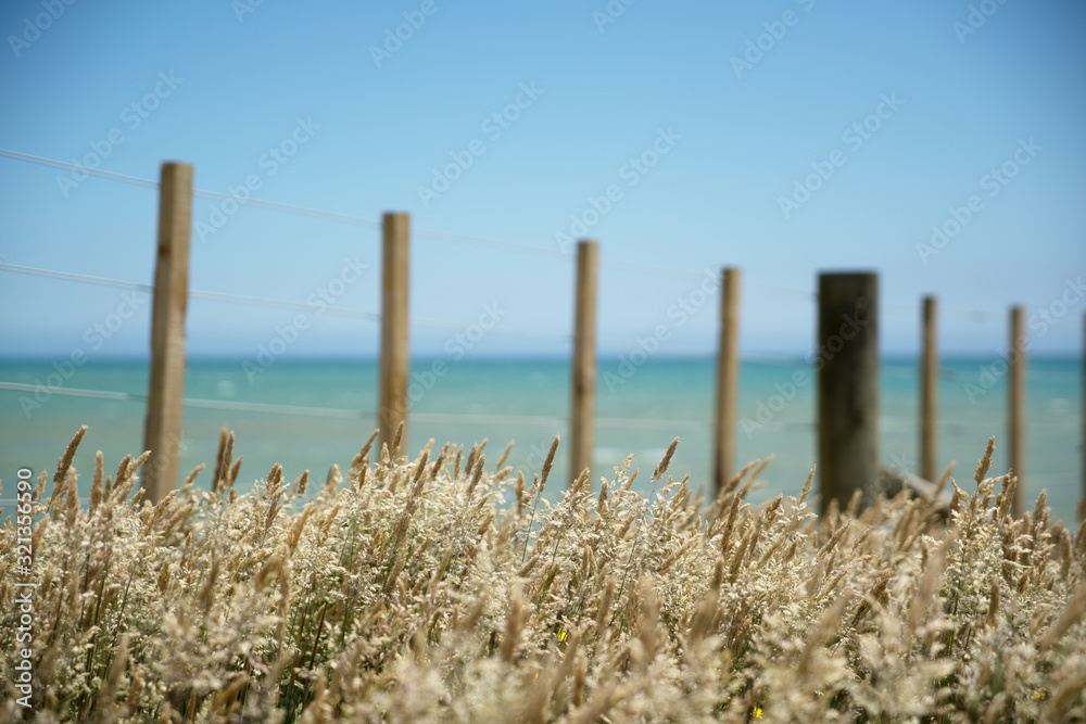 Poacea grass in selective focus in front of wire fence with wooden posts on a bright sunny day with the sea and clear blue sky in the background.  