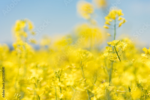 Rape Flowers in the season spring. Yellow field © Karoline Thalhofer