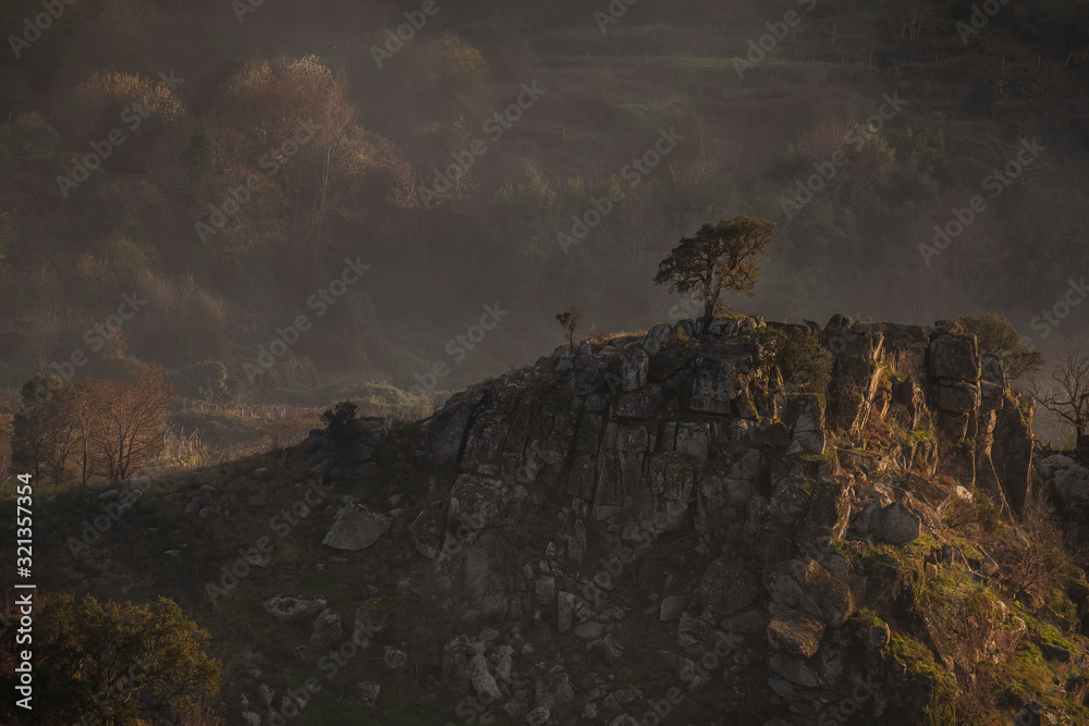 Fototapeta premium Portugal árvore isolada na montanha em dia de nevoeiro
