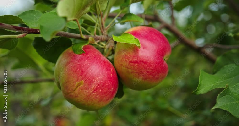 Two red ripe juicy apples hang on a branch in the orchard. Two red ripe juicy apples hang on a branch in the orchard.