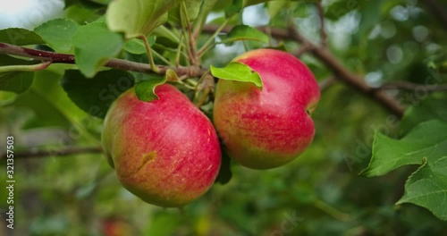 Wallpaper Mural Two red ripe juicy apples hang on a branch in the orchard. Torontodigital.ca