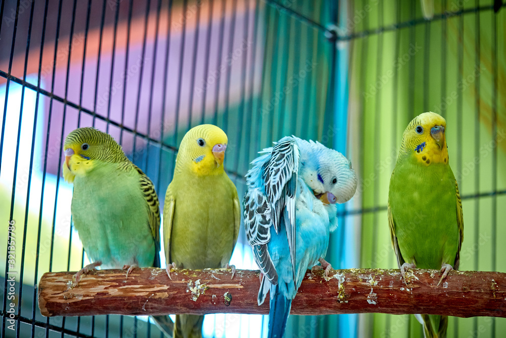 Obraz premium Close up of small caged colorful birds in pet store in morning sun