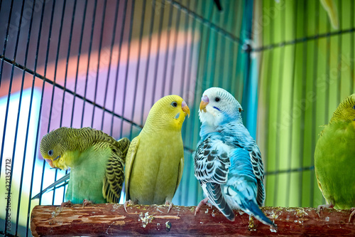 Fényképezés Close up of small caged colorful birds in pet store in morning sun