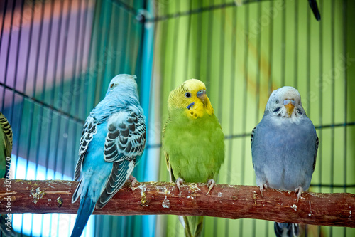 Close up of small caged colorful birds in pet store in morning sun