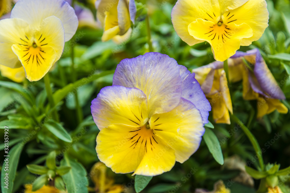 Pansy Flowers vivid yellow and blue spring colors. Macro images of flower faces. Pansies in the garden Pansy Flowers vivid yellow and blue spring colors. Macro images of flower faces. Pansies in the garden