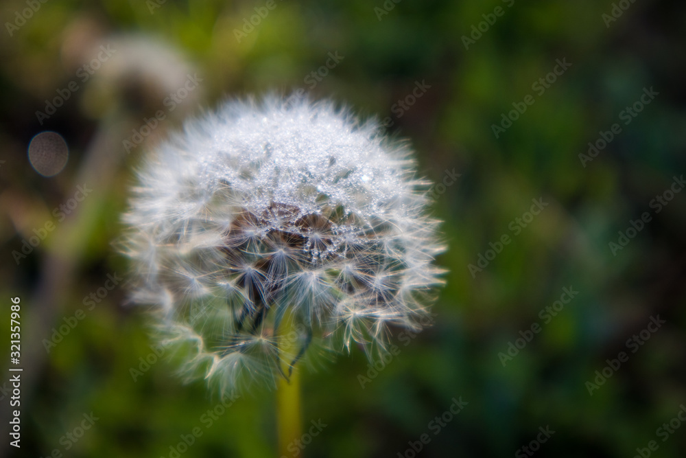 Mature White Dandelion Flower Mature White Dandelion Flower