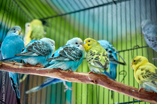 Close up of small caged colorful birds in pet store in morning sun