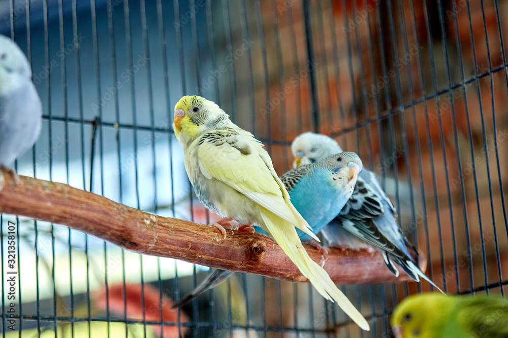Obraz premium Close up of small caged colorful birds in pet store in morning sun