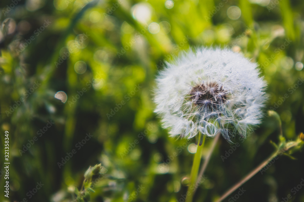 Mature White Dandelion Flower