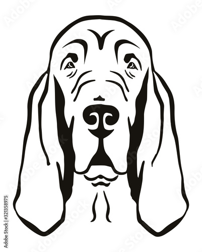 Bloodhound head black and white photo