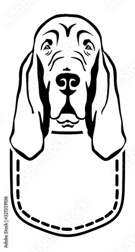 Bloodhound in a pocket
