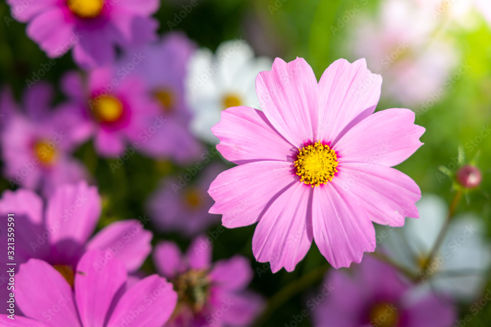 Beautiful Cosmos flowers in garden. Nature background. Beautiful Cosmos flowers in garden. Nature background.