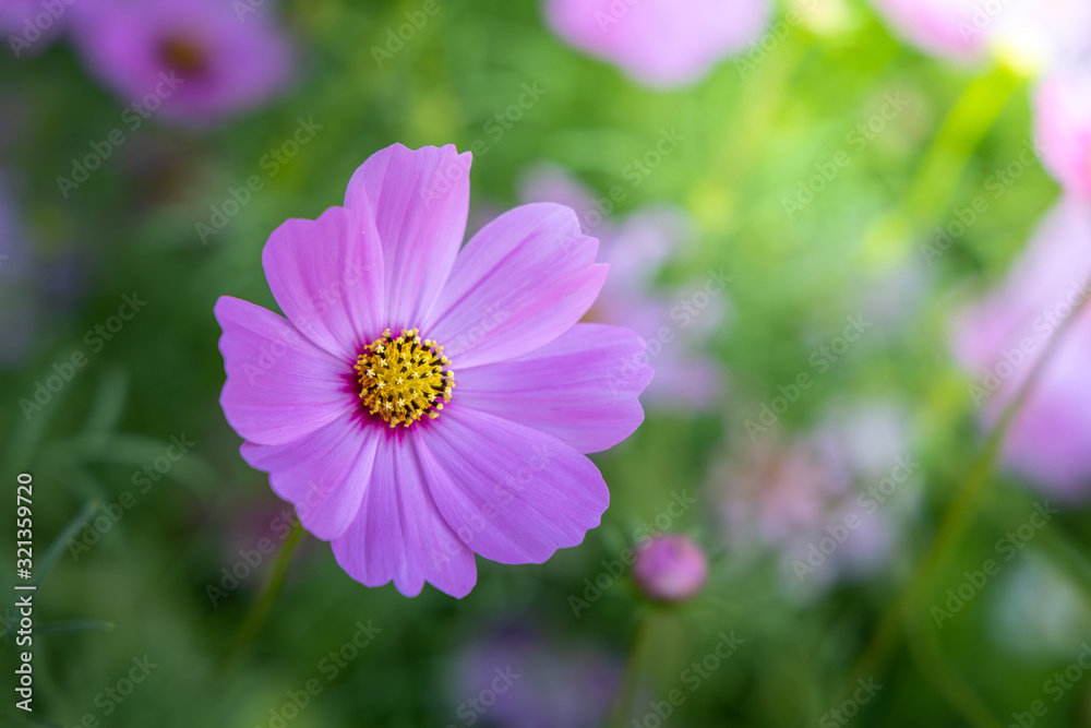 Beautiful Cosmos flowers in garden. Nature background. Beautiful Cosmos flowers in garden. Nature background.