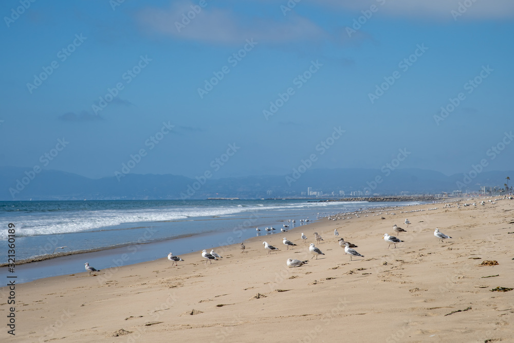 A flock of seagull on the beach by the ocean