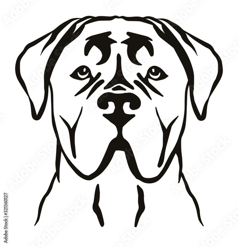 Cane Corso head black and white