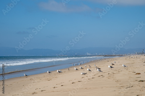 A flock of seagull on the beach by the ocean © edojob