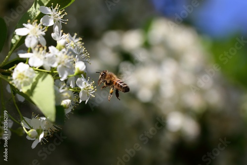 Abeille en vol