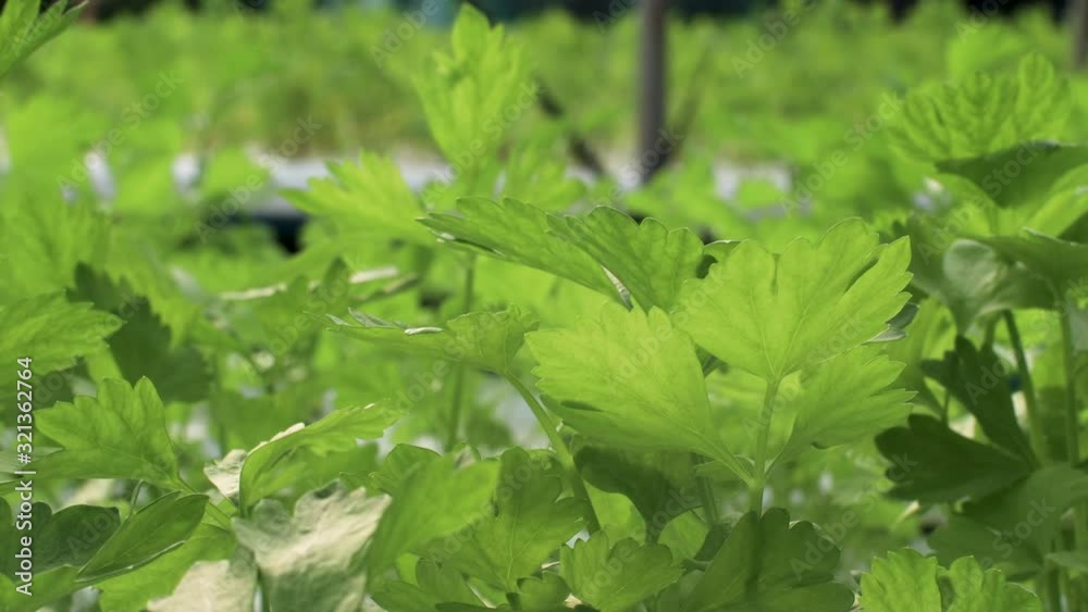 close up Hydroponic parsley on sunny day ready to be harvest at organic vegetable farm, healthy eating, salad low calories diet vegetable, 4k resolution, green natural leaf, slowly slide to the right close up Hydroponic parsley on sunny day ready to be harvest at organic vegetable farm, healthy eating, salad low calories diet vegetable, 4k resolution, green natural leaf, slowly slide to the right