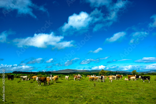 Fototapeta Naklejka Na Ścianę i Meble -  Herd of Cattle on Sunny Pasture