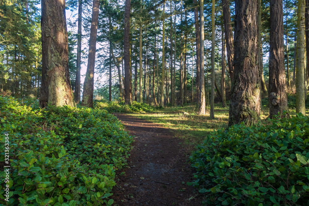 Fototapeta premium Landscape of path in the forest at west beach in Deception Pass State Park in Washington