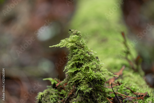 Selective focus close up of green moss on a fallen log