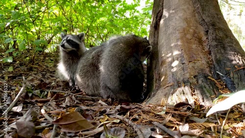 Intimate close up video of tree baby raccoons (Procyon lotor) in the woods, hugging and playing each others, British Columbia, Canada